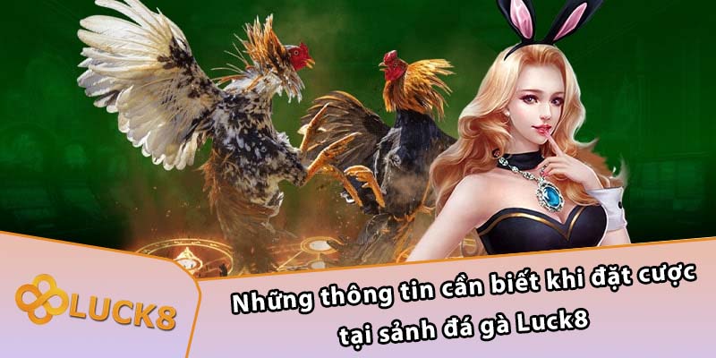 Những thông tin cần biết khi đặt cược tại sảnh đá gà Luck8 